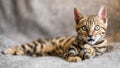 A Bengal kitten looking surprised