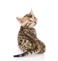 Bengal kitten looks back. isolated on white background Royalty Free Stock Photo