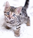 Bengal kitten played Royalty Free Stock Photo