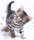 Bengal kitten played Royalty Free Stock Photo