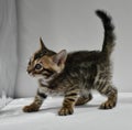 Bengal kitten preparing to jump to play. a small, mischievous striped baby