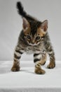 Bengal kitten preparing to jump to play. a small, mischievous striped baby