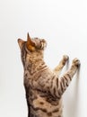 Bengal kitten reaching up a wall