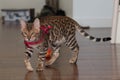 Bengal Kitten in Red Harness