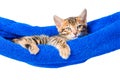 Bengal kitten relaxes in a hammock