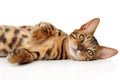 Bengal kitten relaxing on a white