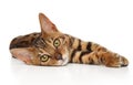 Bengal kitten resting on white background