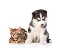 Bengal kitten and Siberian Husky puppy together. isolated on white background Royalty Free Stock Photo