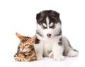 Bengal kitten and Siberian Husky puppy together. isolated on white background Royalty Free Stock Photo