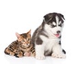 Bengal kitten and Siberian Husky puppy together. isolated on white background Royalty Free Stock Photo