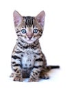 Bengal kitten sits