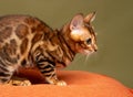 Bengal kitten sits on an orange pillow and looks to the side. studio shot Royalty Free Stock Photo