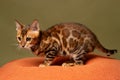 Bengal kitten sits on an orange pillow and looks to the side. Side view, studio shot Royalty Free Stock Photo