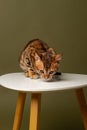Bengal kitten sits on a white chair and looks down on a green olive background. studio shot. Royalty Free Stock Photo