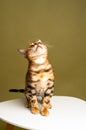 Bengal kitten sits on a white chair and looks up on a green background. studio shot. Royalty Free Stock Photo