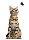Bengal kitten sitting and looking at a butterfly flying Royalty Free Stock Photo