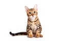 Bengal kitten sitting and looking at the camera Royalty Free Stock Photo