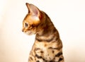 Bengal kitten sitting on a white background and looking to the side. Side view, studio shot, close up Royalty Free Stock Photo