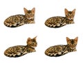 Bengal kitten during sleep and after.