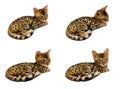 Bengal kitten during sleep and after.