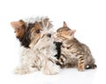 Bengal kitten sniffing Biewer-Yorkshire terrier puppy. isolated Royalty Free Stock Photo