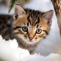 bengal kitten in the snow