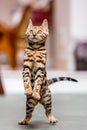 A Bengal kitten standing on its back paws looking hungry