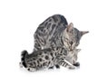 Bengal kitten in studio Royalty Free Stock Photo