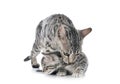 Bengal kitten in studio Royalty Free Stock Photo