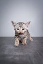 Bengal kitten studio shot Royalty Free Stock Photo