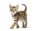 Bengal kitten walking and looking a the camera, six weeks old, isolated Royalty Free Stock Photo