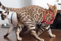 Bengal Kitten in Red Harness