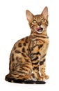 Bengal kitten on a white background