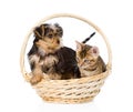 Bengal kitten and Yorkshire Terrier puppy sitting in basket. isolated Royalty Free Stock Photo