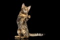 Bengal Kitty Funny Standing on hind legs Isolated Black Background Royalty Free Stock Photo