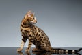 Bengal Kitty Sits and Looking back on dark Royalty Free Stock Photo