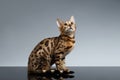 Bengal Kitty Sits and Looking Up on dark Royalty Free Stock Photo