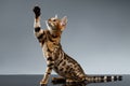 Bengal Kitty Sits and Raising up paw on dark Royalty Free Stock Photo