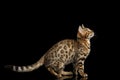 Bengal Kitty Sitting and Curious Looking up Isolated Black Background Royalty Free Stock Photo