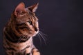 Bengal leopard cat on wooden table, black background, low key Royalty Free Stock Photo