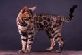 Bengal leopard cat on wooden table, black background, low key Royalty Free Stock Photo