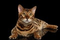 Bengal Male Cat Lying on Black Isolated Background, Looking up