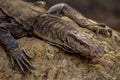 Bengal monitor or common Indian monitor lizard closeup - wildlife
