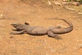 Bengal Monitor Lizard in the forest