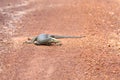 Bengal Monitor Lizard in Pang Sida National Park