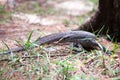 Bengal monitor lizard sitting on the ground near the tree in the forest on green grass background on island in Thailand Royalty Free Stock Photo