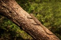 Bengal monitor lizard Varanus bengalensis. Reptile varan resting on big tree in jungle of Sri Lanka. Common Indian monitor. Royalty Free Stock Photo