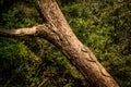 Bengal monitor lizard Varanus bengalensis. Reptile varan resting on big tree in jungle of Sri Lanka. Common Indian monitor. Royalty Free Stock Photo