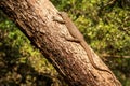 Bengal monitor lizard Varanus bengalensis. Reptile varan resting on big tree in jungle of Sri Lanka. Common Indian monitor. Royalty Free Stock Photo
