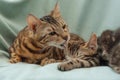 Bengal mother-cat washes her little kittens Royalty Free Stock Photo
